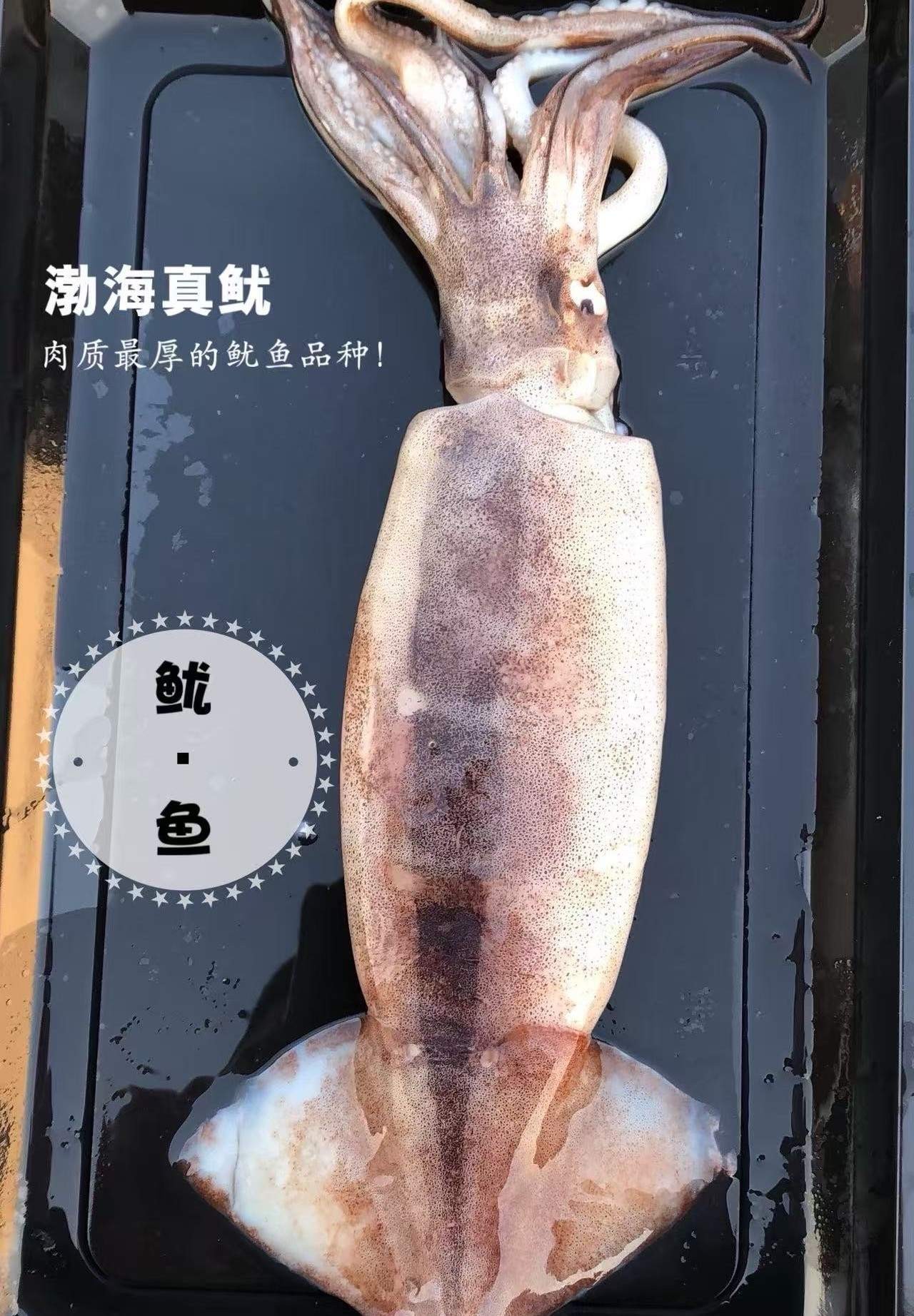 渤海火箭鱿鱼   3斤装