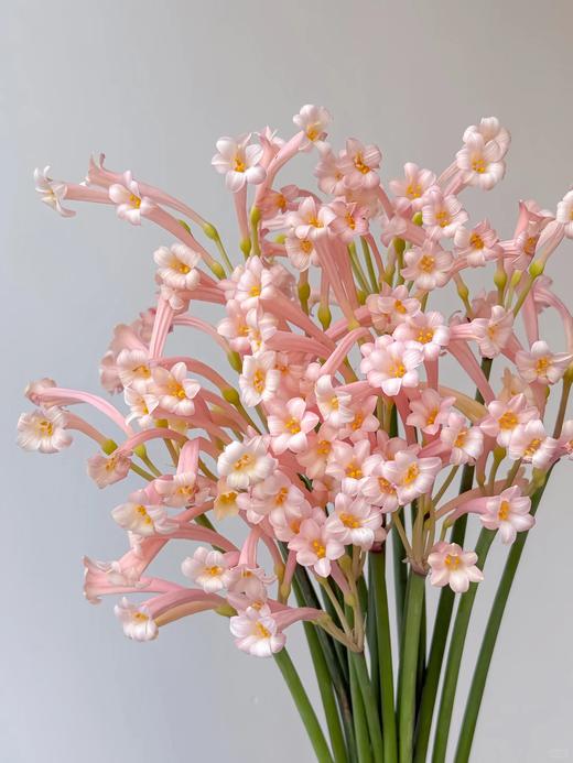 国产精品花材垂筒花1扎 商品图0