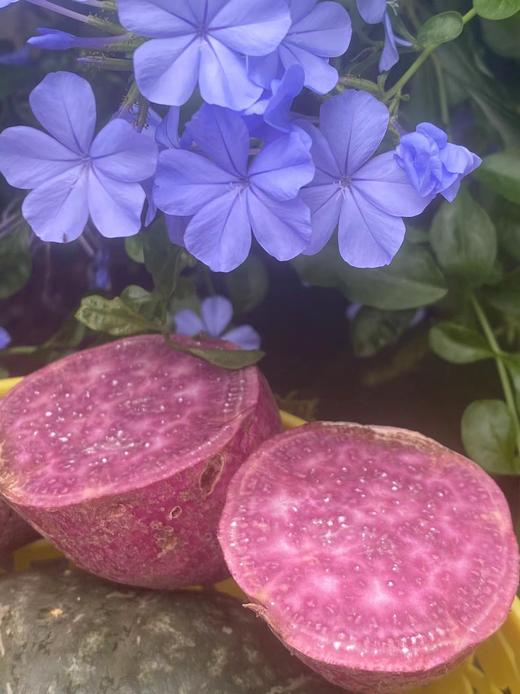 塔塔蜜蜜薯/紫薯【薯于你的甜蜜】 商品图9