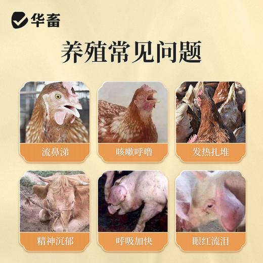 华畜四季流感兽用提免疫中药提取猪牛羊鸡鸭鹅孕畜可用呼吸流感康 商品图1
