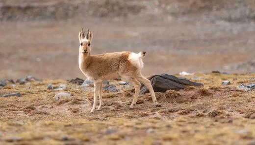 「越野车穿越，西藏阿里」：南南线、阿里中线+青藏线20天摄影之旅 商品图12