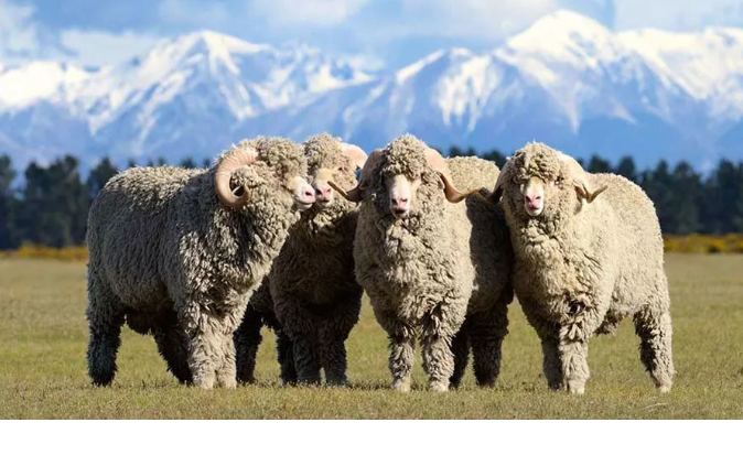 美利奴羊毛图册_360百科