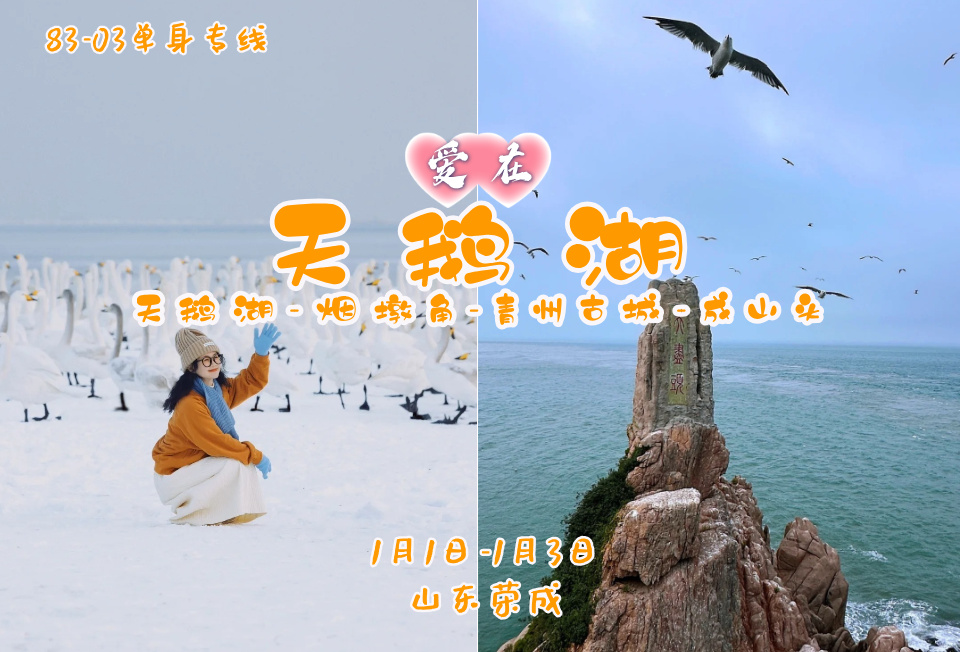 早鸟立省100！元旦3日《爱在•天鹅湖》百名83-05单身专线｜遇见天鹅湖-烟墩角-青州古城-成山头｜亚洲最大天鹅过冬地