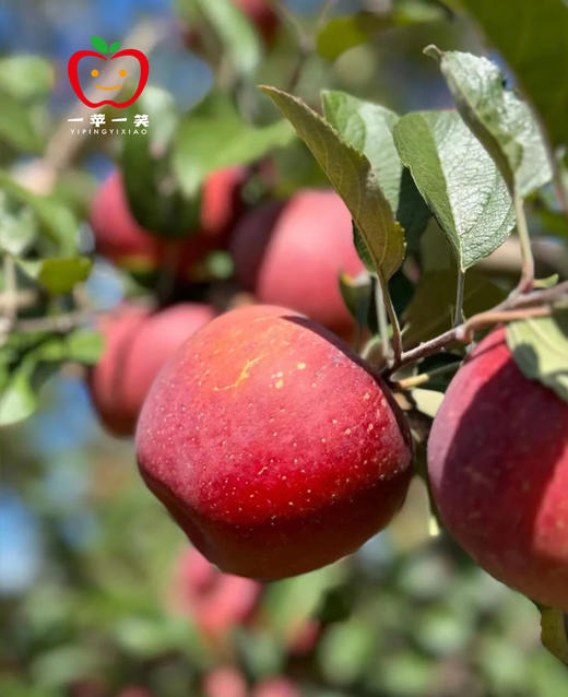 新疆阿克苏冰糖心苹果 果汁浓郁 清甜香脆 顺丰快递发货 商品图2