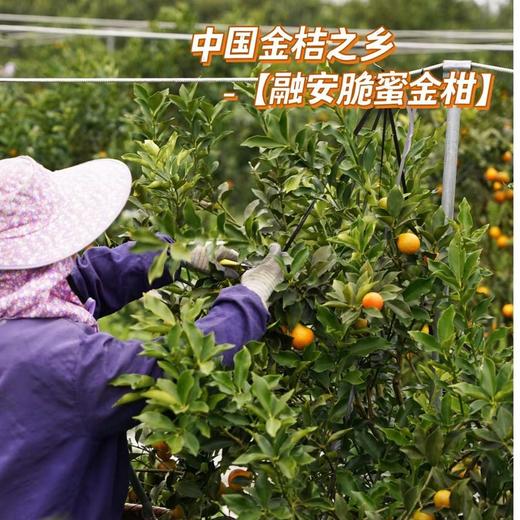 【融安金桔】第三代脆蜜金柑个大肉厚，入口化渣，纯甜不麻嘴，从皮甜到心。不涩口，果皮香甜滑脆、 肉质细腻脆甜!! 商品图3