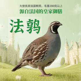 【神丹】法国鹌鹑170g 2/3/4只