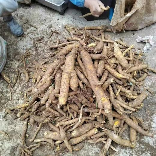 高海拔珍品！【2025年理塘野生干党参】4300米高海拔 5-7年/7-10年根可选 10斤鲜制1斤干货，冬季煲汤炖肉专用 补气生津 全家暖冬养生食材 商品图2