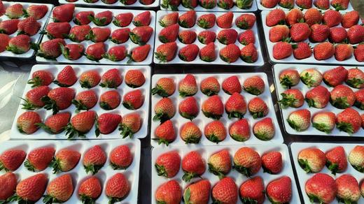 仁和冬捕 权有草莓/鸡蛋 商品图1