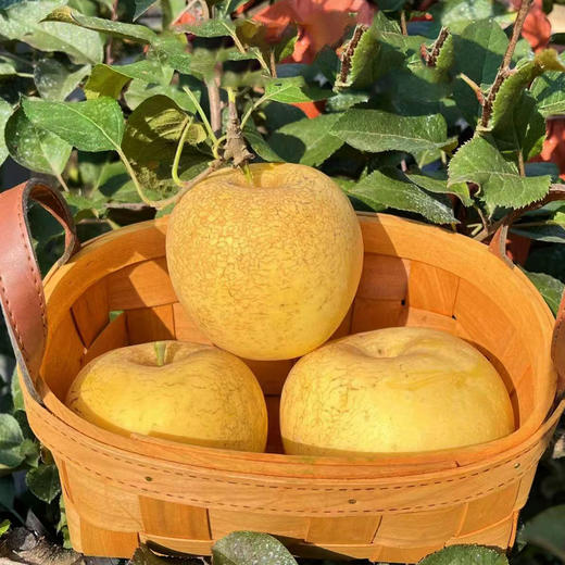 【厂商直发】有机花脸奶油富士苹果0农残果肉清甜多汁新鲜包邮 商品图5