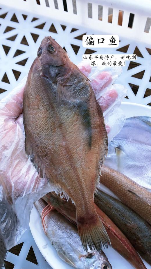 【京东包邮】鲜捕渤海海杂鱼 当季野生鲜捕 眼睛透亮 新鲜度很好 7种海鱼随机混搭4-5种 每盒搭配都不一样 基地直邮 商品图7