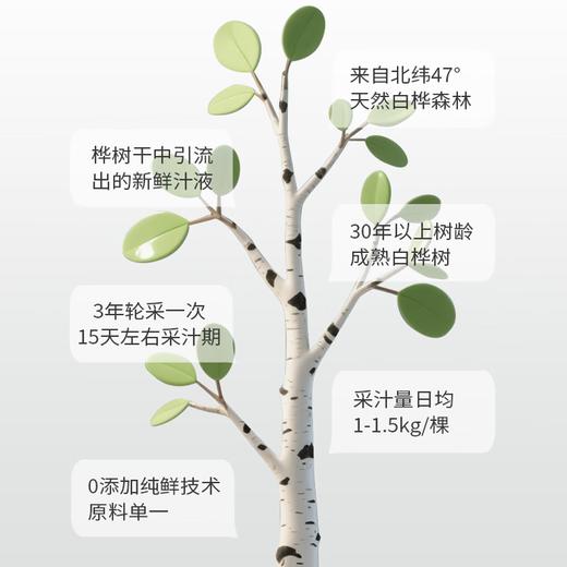 白桦小镇白桦树汁320ml*12瓶 商品图2