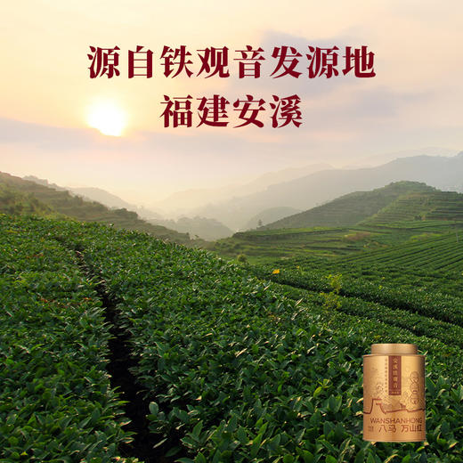 八马-万山红安溪铁观音100g-YGF 商品图3