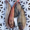【京东包邮】鲜捕渤海海杂鱼 当季野生鲜捕 眼睛透亮 新鲜度很好 7种海鱼随机混搭4-5种 每盒搭配都不一样 基地直邮 商品缩略图1