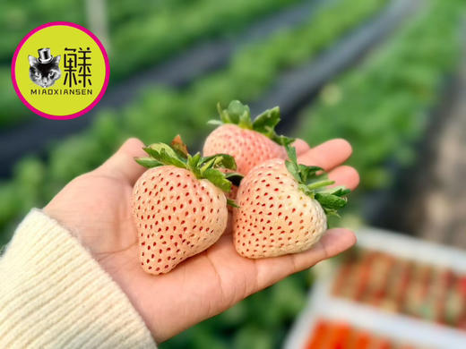 白雪公主白草莓🍓一盒11-15枚（快递2盒起） 商品图1