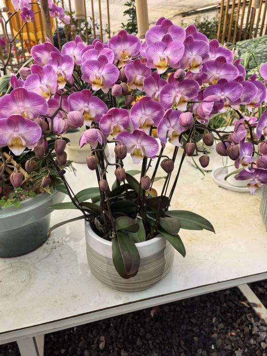 仁和冬捕 稼禾秀蝴蝶兰 商品图3