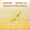 【好麦多】小谷队大穗甜糯白玉米2.08kg(礼盒） 商品缩略图6