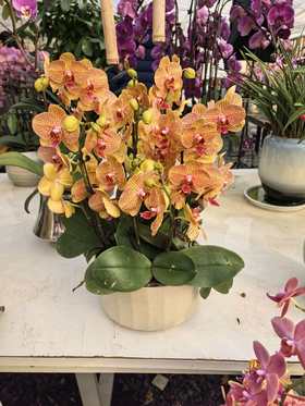 仁和冬捕 稼禾秀蝴蝶兰