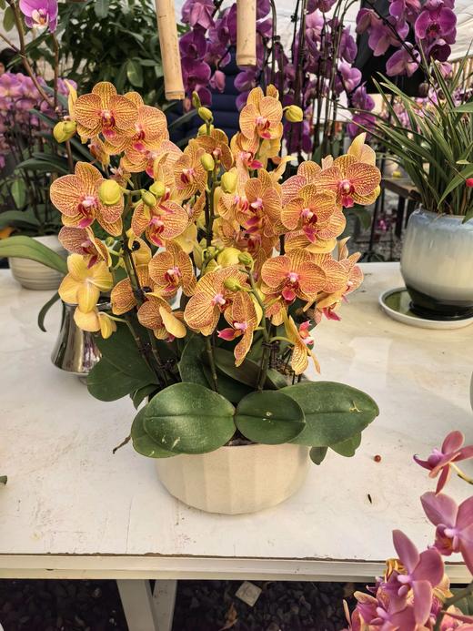 仁和冬捕 稼禾秀蝴蝶兰 商品图0