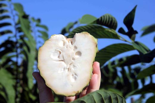  🌸 海南甜蜜释迦🌸 商品图3