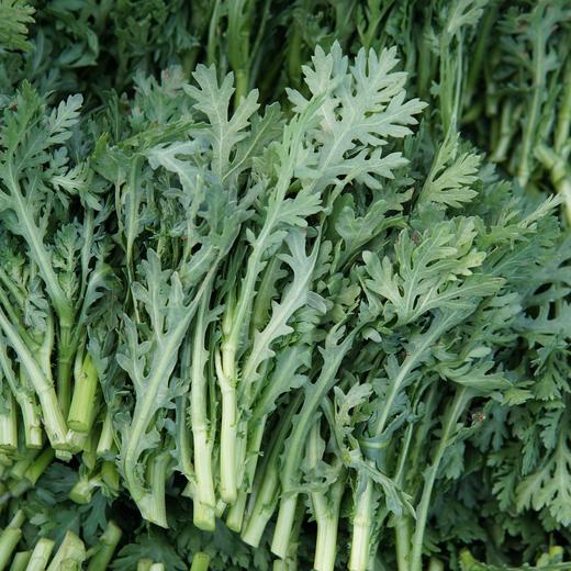 生态油冬 | 绿家自产* Eco-Spoon Cabbage | In-House Production 商品图0