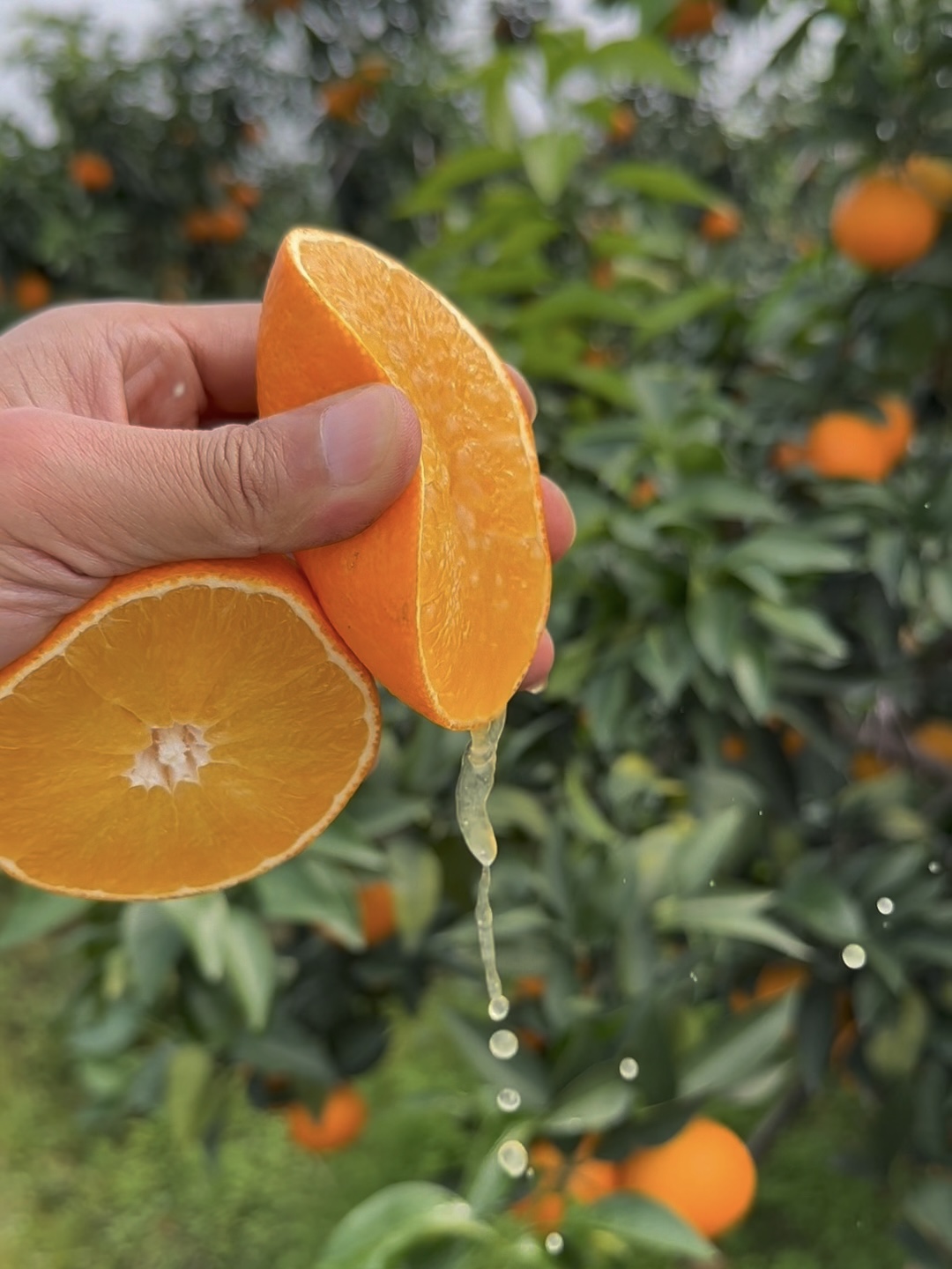 【293项农残O检出】【爱媛果冻橙】 细腻无渣 可以“吸”着吃的果冻橙