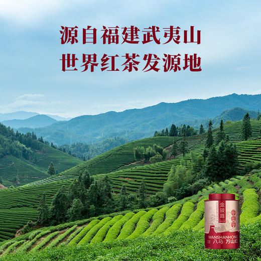 八马-万山红特级金骏眉100g-YGF 商品图3