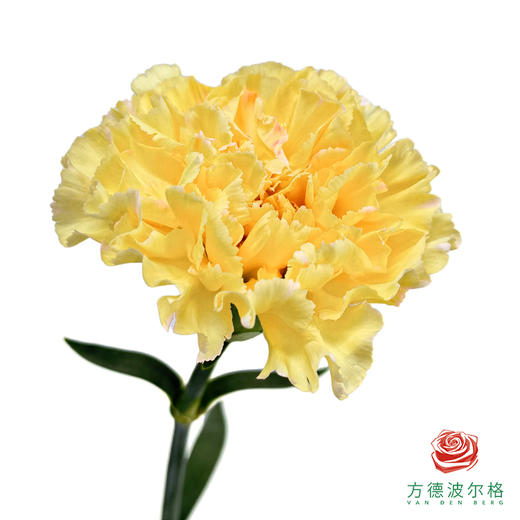 单头康乃馨-香格里拉 10枝一扎 商品图0