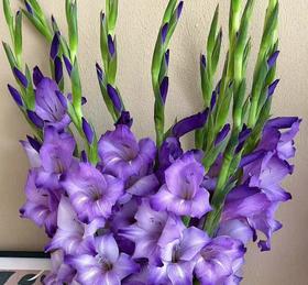 剑兰｜紫色舞会