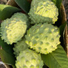 攀枝花凤梨释迦 商品缩略图2