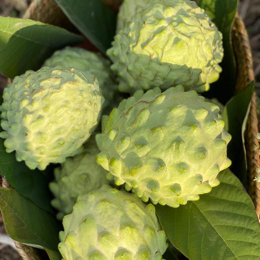 攀枝花凤梨释迦 商品图2