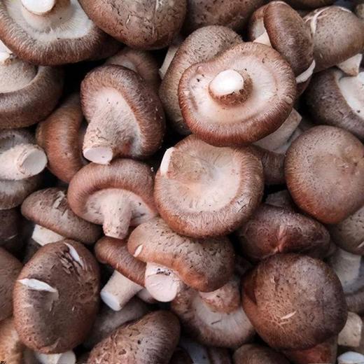 【限自提】香菇肉厚味美 1斤 商品图1