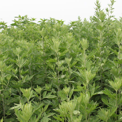 正安 三伏灸套餐 火力绵长温柔的温煦版艾条 蕲艾五年陈艾 8根/盒 套餐配灭火器套装 商品图5