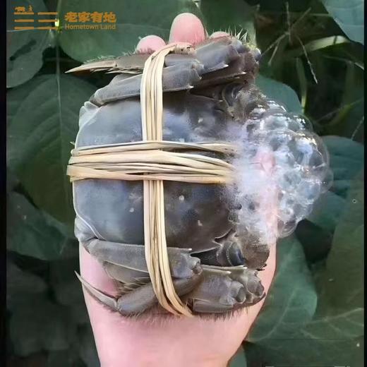 （提货卡）老家有地 兴化红膏蟹 1388型 3.5两母8只 商品图9