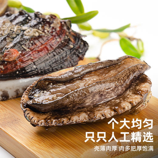 【超值3袋】舟选 活冻鲍鱼 低温急冻锁鲜 接近鲜活口感 鲜活捕捞 个大肉厚 200g/袋 商品图3