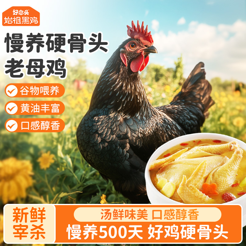 【好念头品牌】始祖黑鸡硬骨老母鸡500天的成长期1.2kg