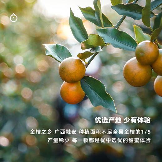 企鹅市集|广西融安脆蜜金柑 金桔礼盒装 多规格多款式可选 甜蜜不涩 薄皮少籽 商品图4