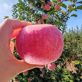 【正宗千阳高山红富士苹果】 脆甜多汁 红润鲜亮