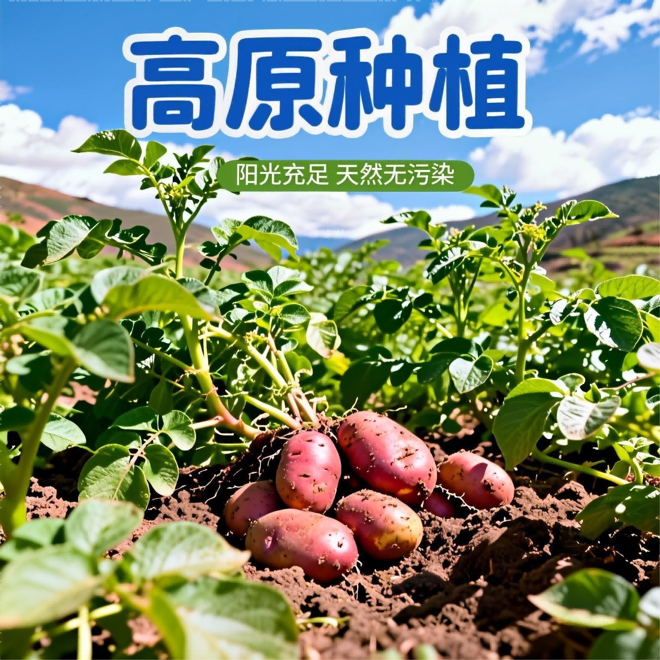 【秒杀❗️29.9抢9斤🔥高原种植红皮土豆】高原充足日照，自然成熟，颗颗精挑细选，现挖现发新鲜蔬菜洋芋马铃薯L-d