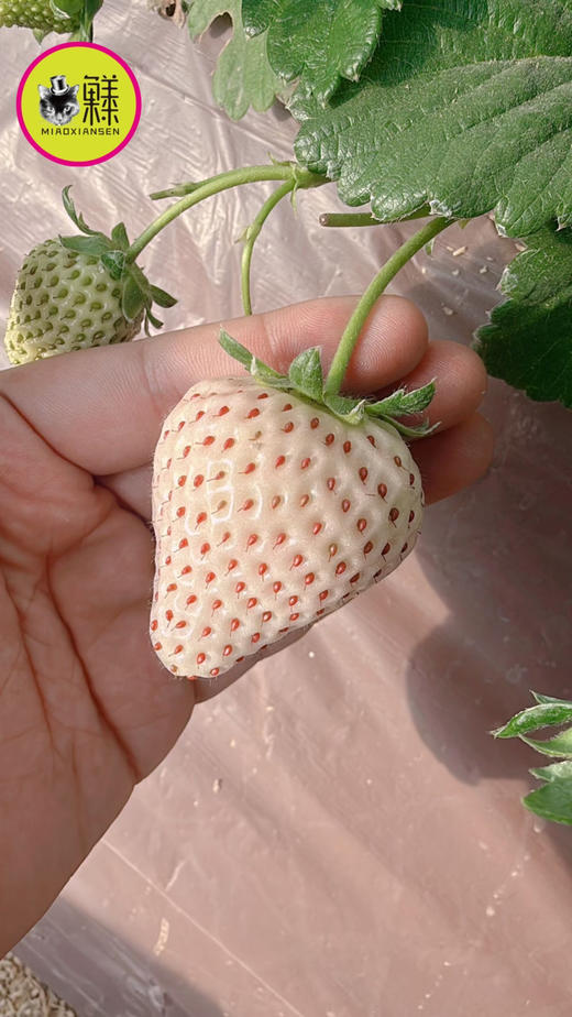 白雪公主白草莓🍓一盒11-15枚（快递2盒起） 商品图3