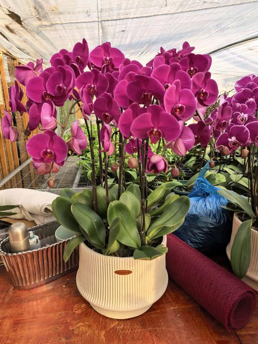 仁和冬捕 稼禾秀蝴蝶兰 商品图2