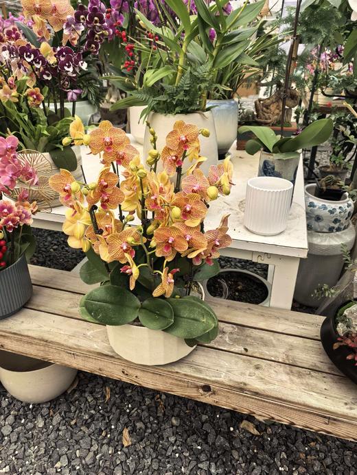 仁和冬捕 稼禾秀蝴蝶兰 商品图4