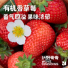 沃野青青有机香草莓  有机种植自然成熟应季水果现摘现发【顺丰空运】 商品缩略图0