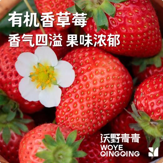 沃野青青有机香草莓  有机种植自然成熟应季水果现摘现发【顺丰空运】 商品图0