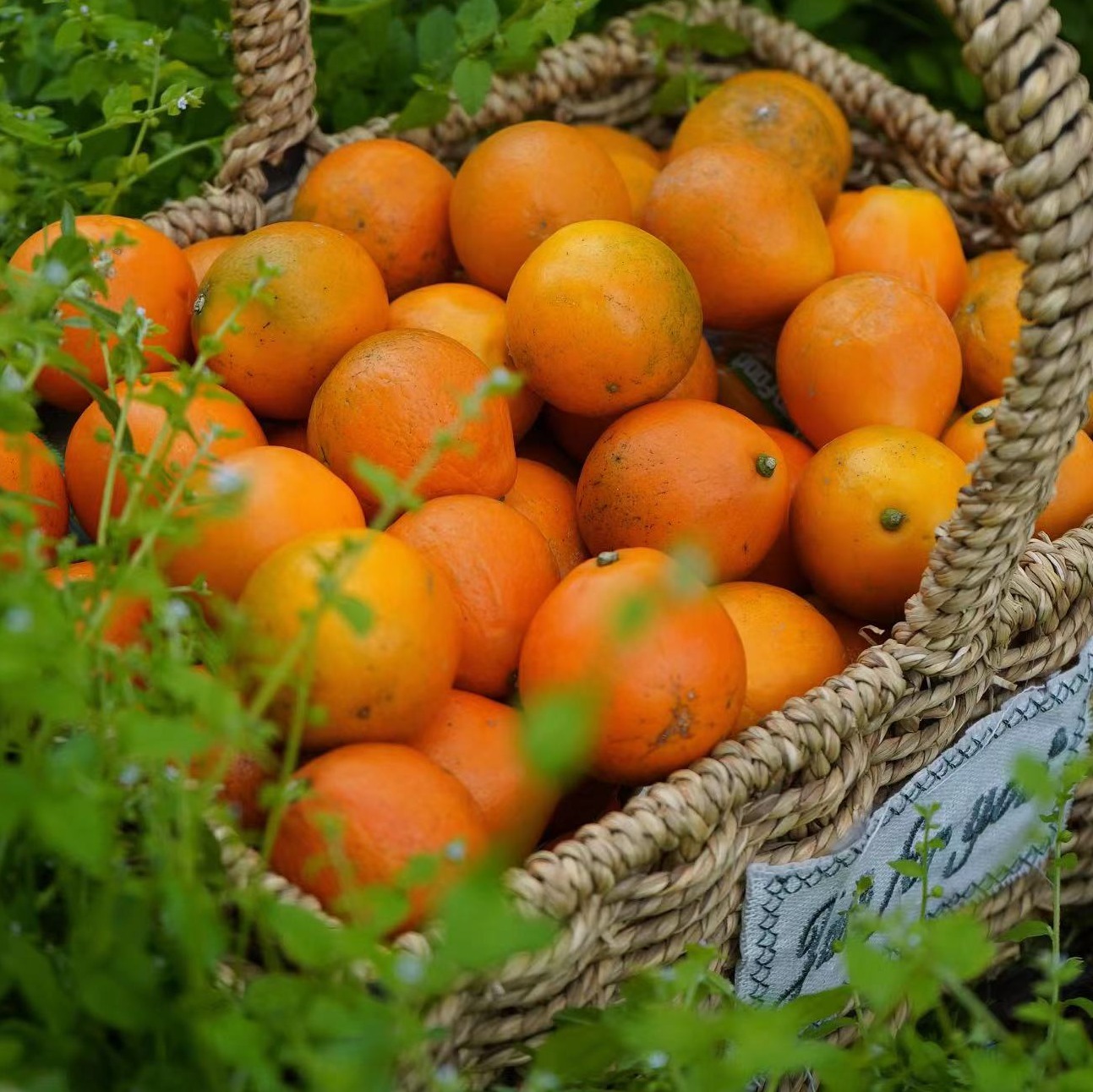 【融安金桔】新鲜金桔！第三代脆蜜金柑个大肉厚，入口化渣，纯甜不麻嘴，从皮甜到心。不涩口，果皮香甜滑脆、 肉质细腻脆甜!!