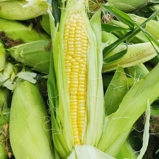 【限自提】新鲜甜玉米3斤 商品图1