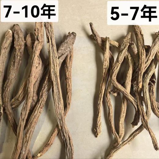 高海拔珍品！【2025年理塘野生干党参】4300米高海拔 5-7年/7-10年根可选 10斤鲜制1斤干货，冬季煲汤炖肉专用 补气生津 全家暖冬养生食材 商品图4