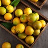 广西融安 滑皮金桔蜜蛋中果2kg礼盒装(52-60粒/kg) 商品缩略图6