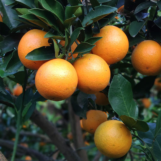 【正宗麻阳冰糖橙之乡橙子】源头直发 自然成熟 不打药 不打蜡 爆甜多汁 Q弹软滑 商品图2