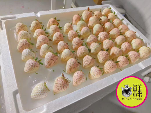 白雪公主白草莓🍓一盒11-15枚（快递2盒起） 商品图4