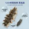 [晓芹]12小时干海参(31-40头 100g装) 送泡发杯1个 商品缩略图4